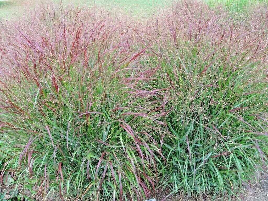 1000-switchgrass-seeds-native-prairie-tall-grass-clumping-ornamental