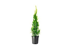 Hollywood Juniper | Juniperus Chinensis Torulosa | 1 Live Gallon Size Tree | Dro - $29.98