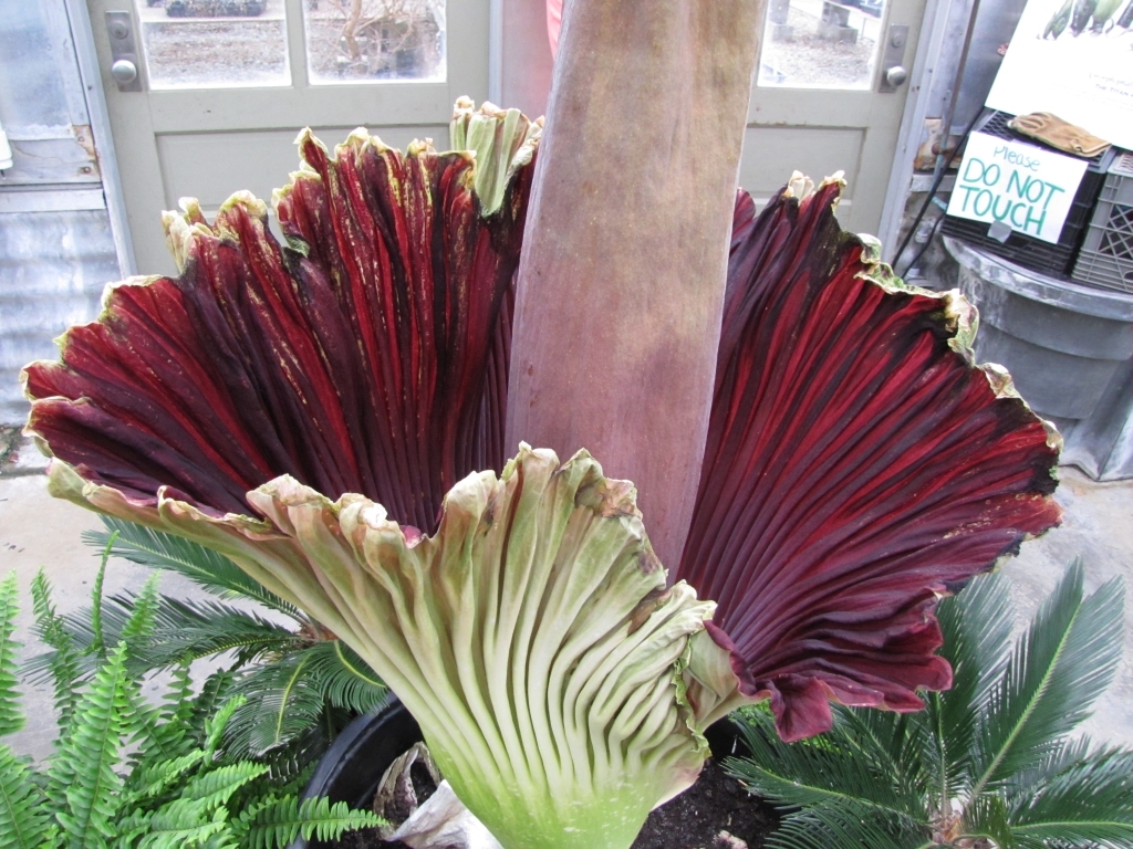 10 Seeds Corpse flower, The Titan Arum, The Biggest Flower