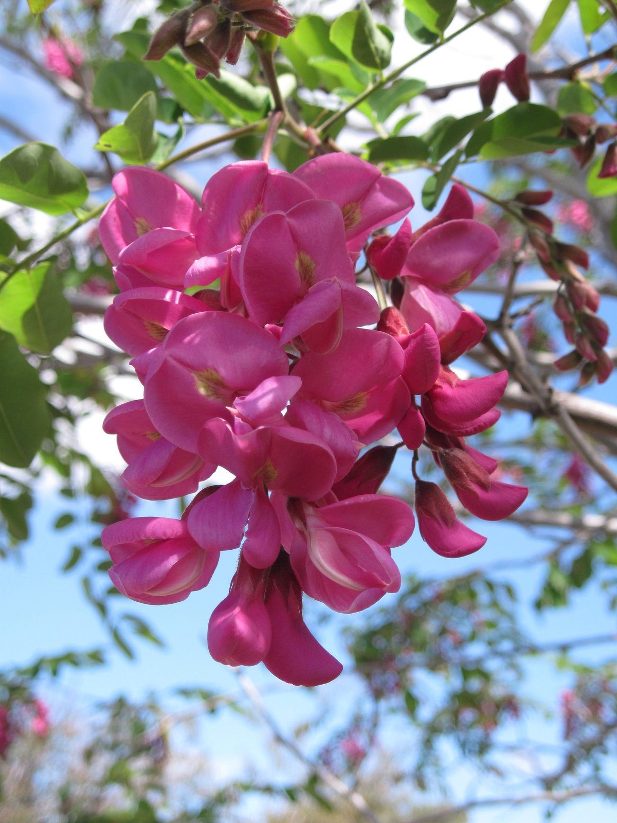 Black Locust Purple Robe 12 Seeds A good suburban tree, Beautiful