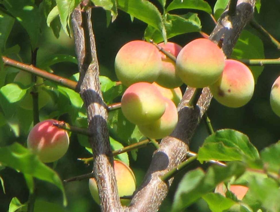 3 Seeds Japanese Apricot, (Chinese Plum) Fruit, Prunus mume Tree 3