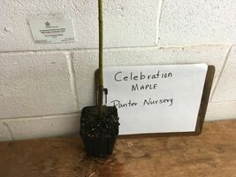 Celebration Maple qt. pot image 5