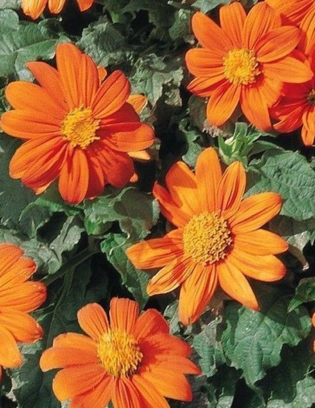 Mexican Sunflower Seeds 200 Seeds -BUY 4 ITEMS FREE SHIPPING - Plants ...