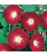 Scarlet O&#39; Hara Morning Glory 100+ Seeds, Beautiful Season Long Blooms - £2.36 GBP