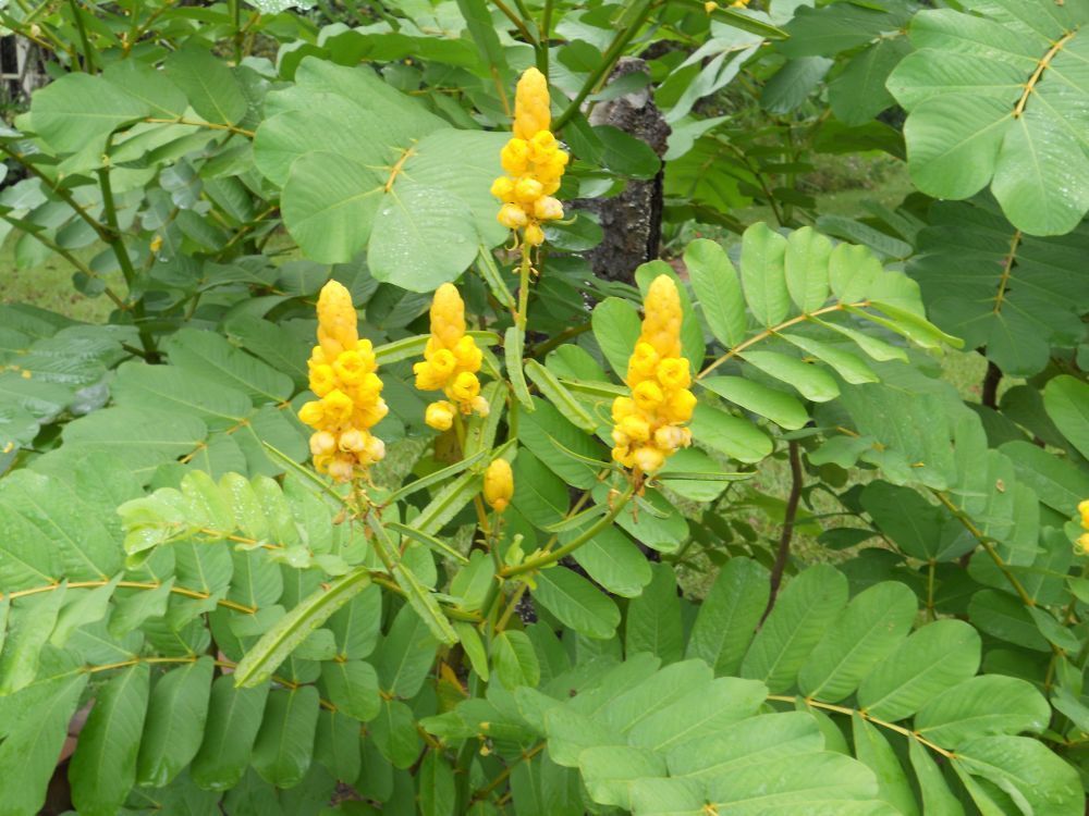 SHIPPED From US,Candlestick Plant, Medicinal Senna Seeds