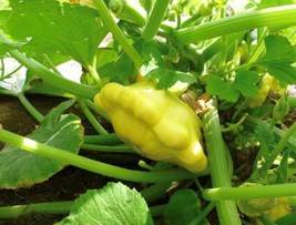 Yellow Bush Scallop Summer Squash Seeds  | Heirloom | Organic - $2.49+