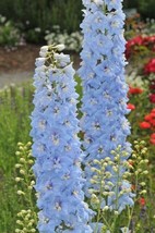 50 Delphinium Seeds Pacific Giant Summer Skies Flower Seeds (Perennial) - $6.00