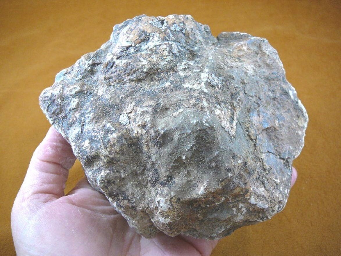 (DF843128) 2 lb Fossil REAL DINOSAUR POOP Coprolite Dino fossils DUNG