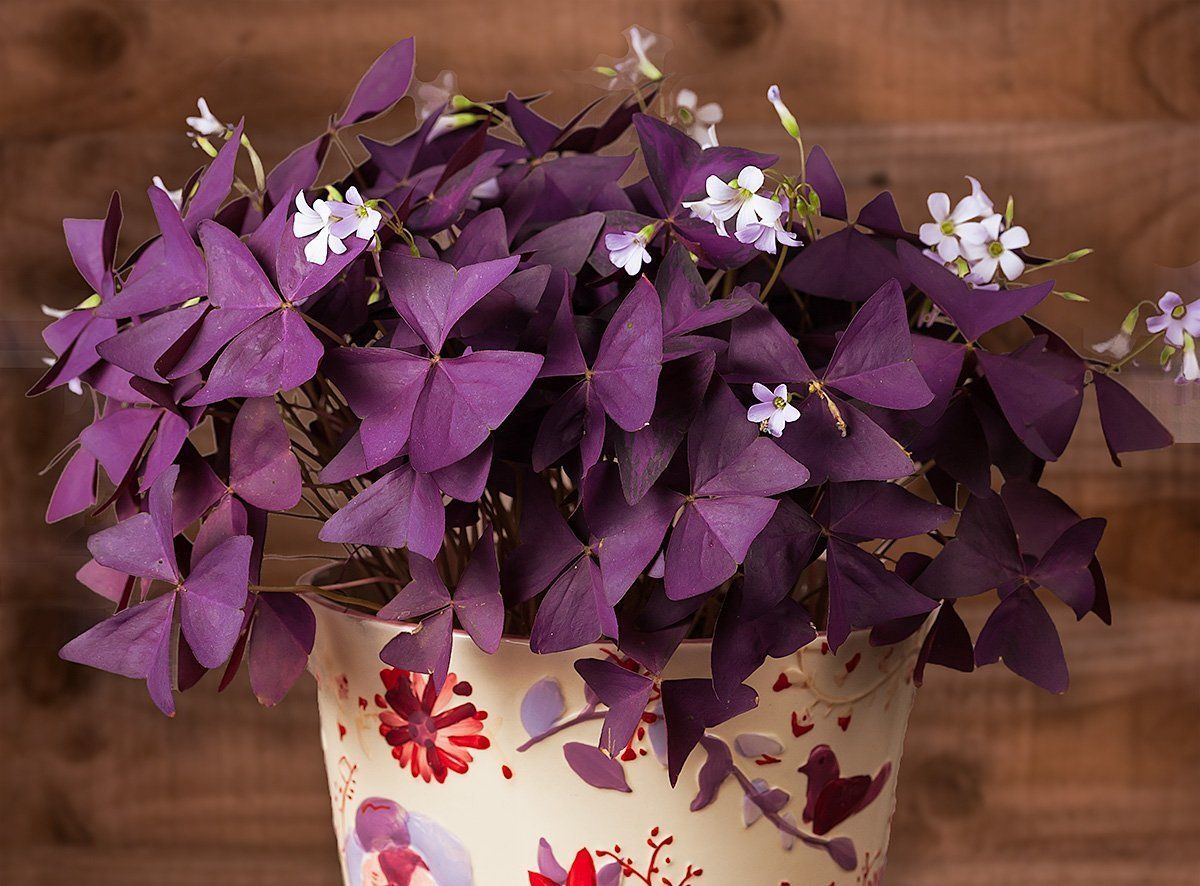 purple-shamrock-oxalis-triangularis-bulbs-easy-grow-perennial-combsh