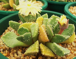 ALOINOPSIS LUCKHOFFII x SETIFERA, rare living stones cacti mesembs seed ... - $8.99