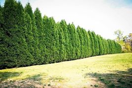 25 Leyland Cypress trees 2.5" pot image 4