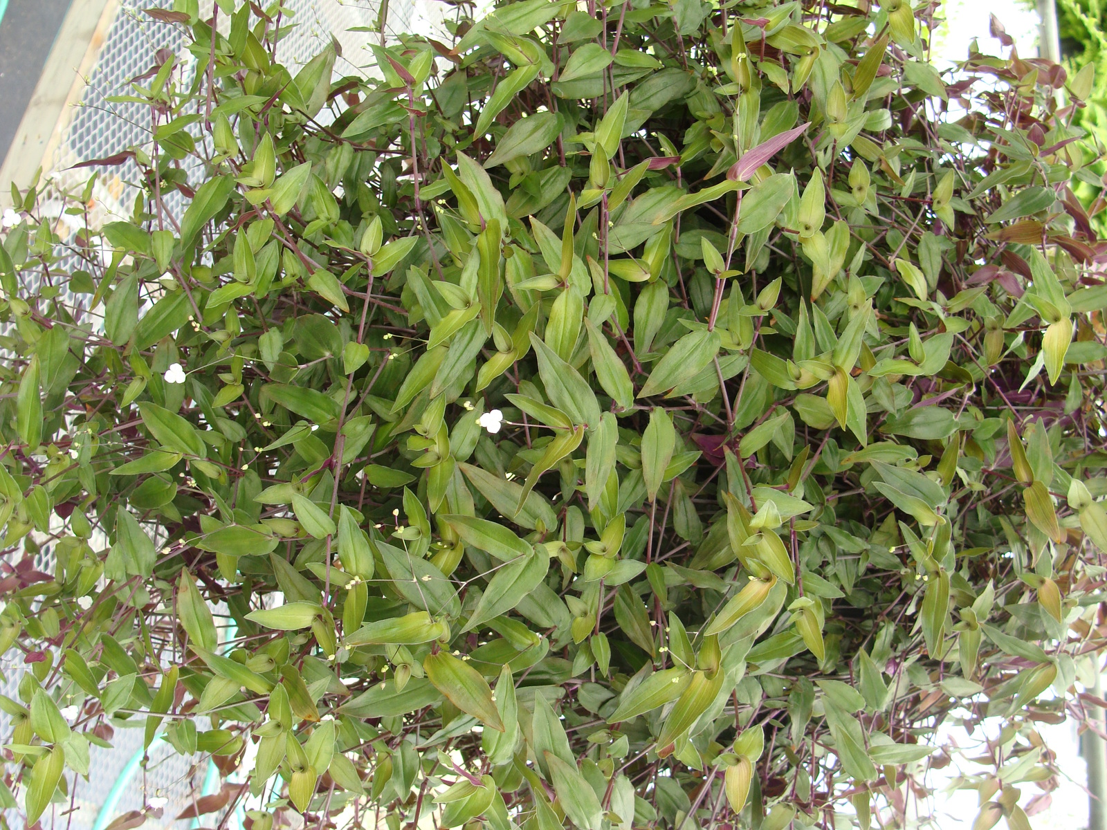 Live Bridal Veil aka Gibasis pellucida Hanging Plant Fit 4" Pot