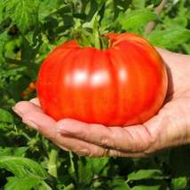 100Pcs Tomato Beefsteak Vegetable Seeds Solanum Lycopersicum Seed - $19.84