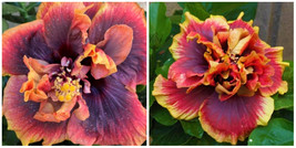 Crown Jellyfish**Small Rooted Tropical Hibiscus Starter Plant*Ships Bare Root - $59.99