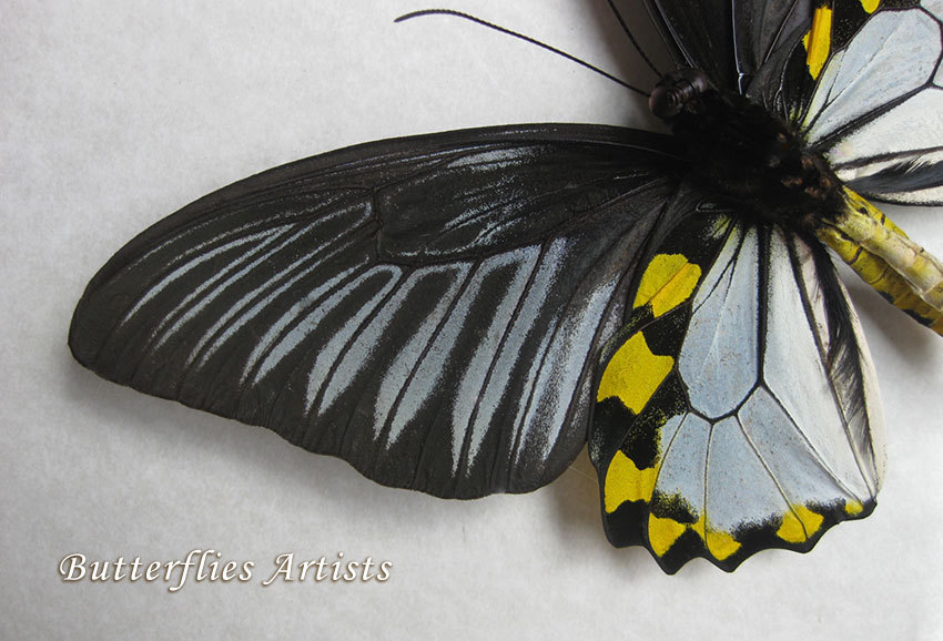 Silver Birdwing Butterfly Troides Hypolitus and similar items