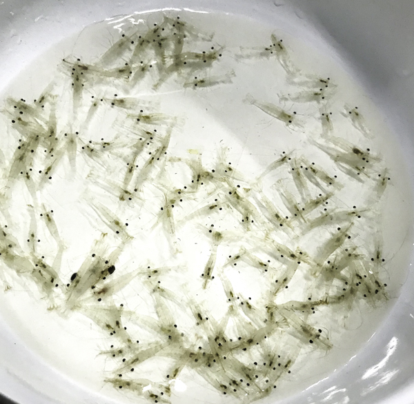 Feeder Shrimp 100cnt. Live Saltwater Grass Shrimp Ghost Shrimp Aquarium