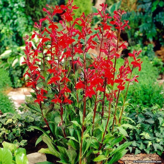 Redcardinalflower02