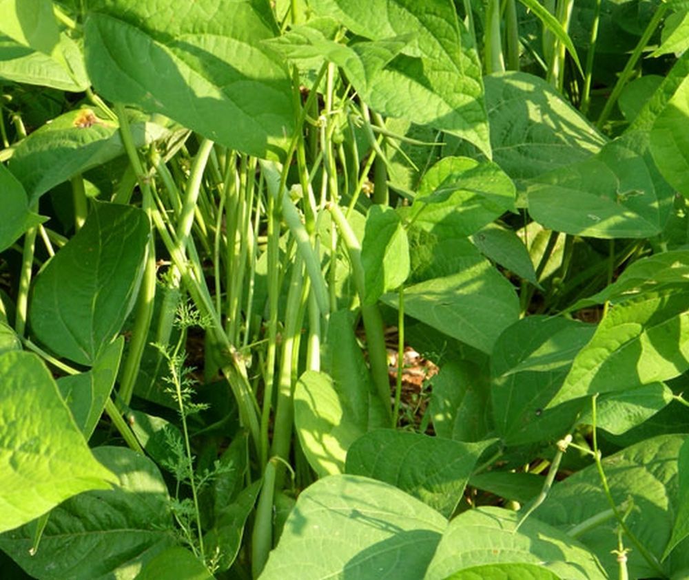 Vermont Appaloosa Field Bush Bean Heirloom Beans Garden Legume