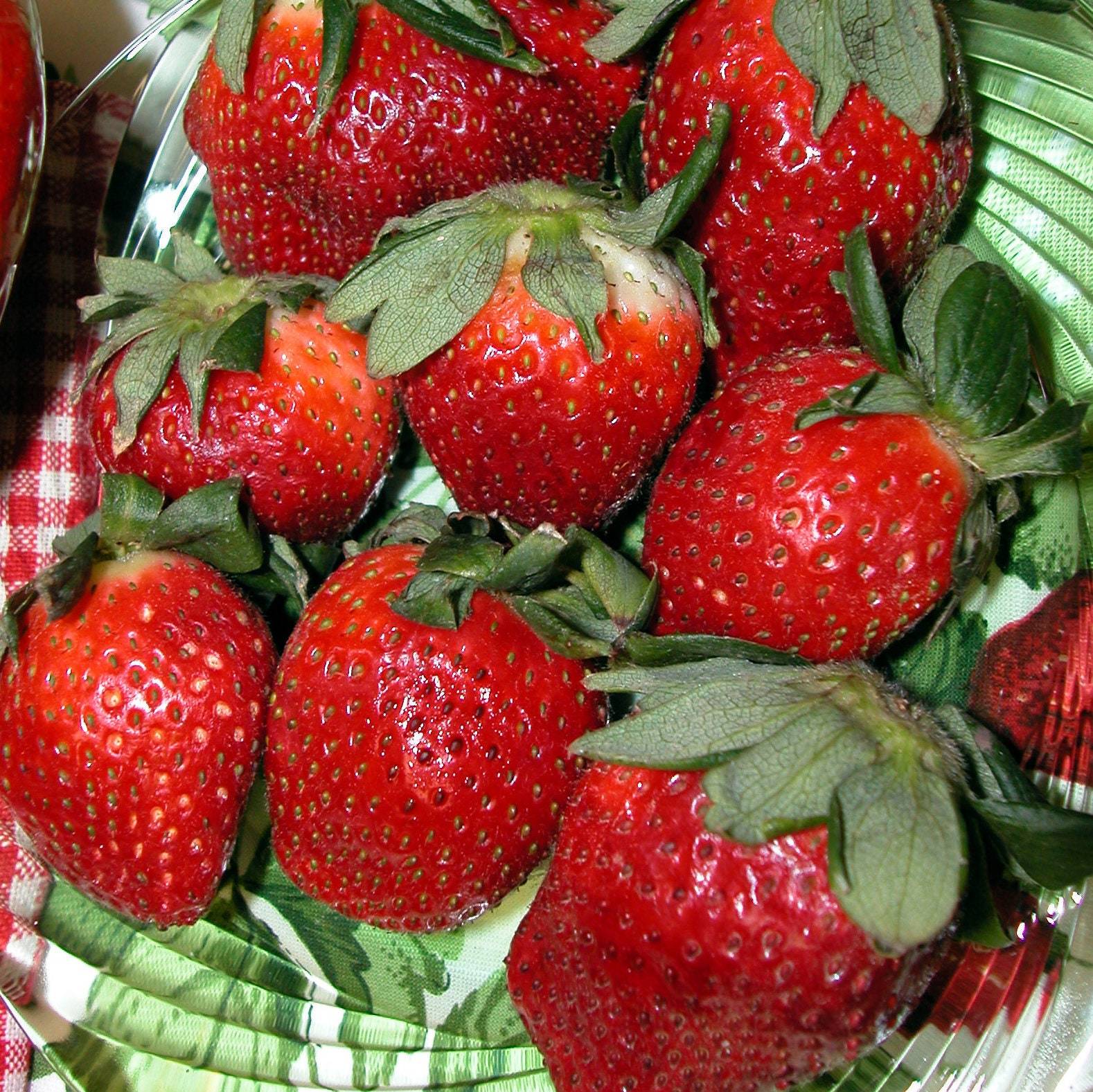 Strawberries 'Eversweet' Everbearing Strawberry Plants 20 Bare Root
