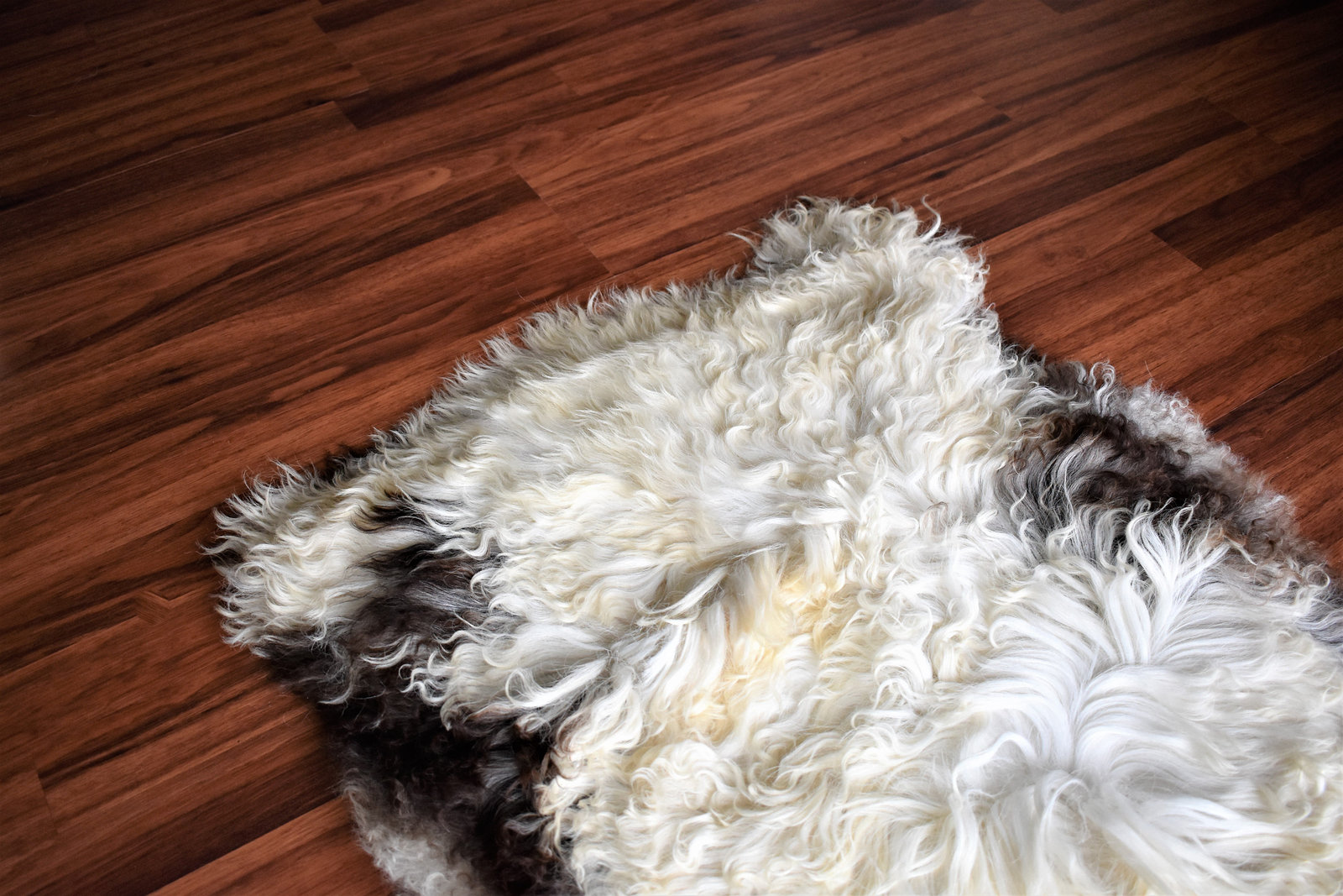 Humanely Sourced EcoFriendly Sheepskin Rug, White Brown Long Wool, 1