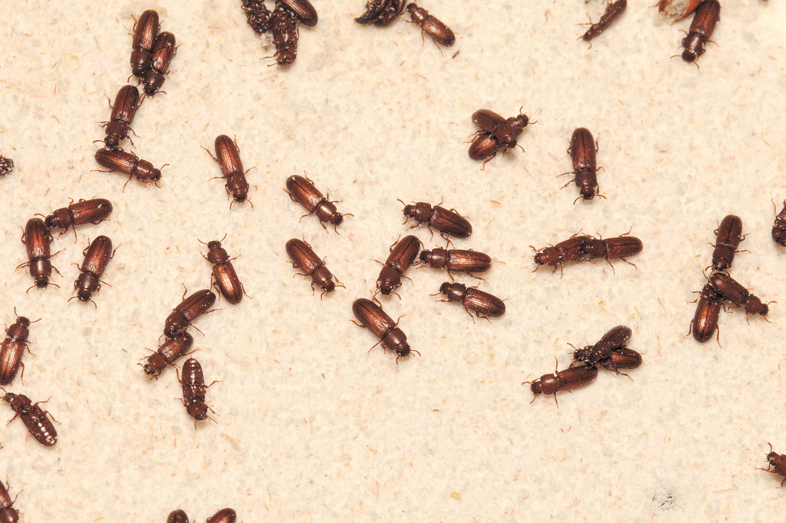 Rice Flour Beetle (Tibolium castaneum) Culture Reptile Supplies
