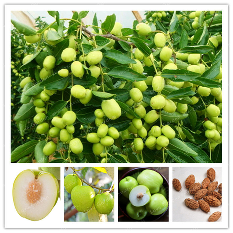 Jujube Seeds Chinese Taiwan Big Jujube Seeds Rare Tropical