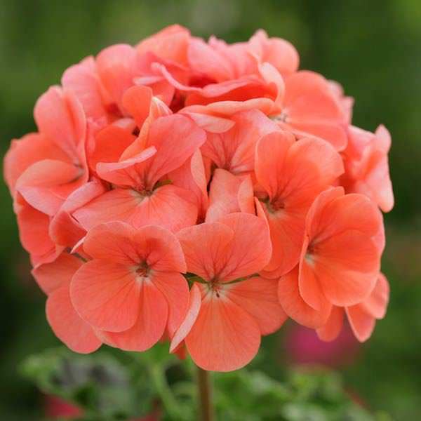 Live Plant Geranium Bullseye Salmon Bulbs, Roots & Rhizomes