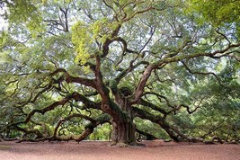 Live Charleston Johns Island Kiawah - Spanish Moss - 1 Gallon Bag - $27.99