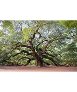Live Charleston Johns Island Kiawah - Spanish Moss - 1 Gallon Bag - $27.99