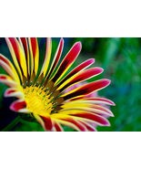100 Seeds for Planting Exotic Gazinia Beautiful Ganazia Flowers - $19.99