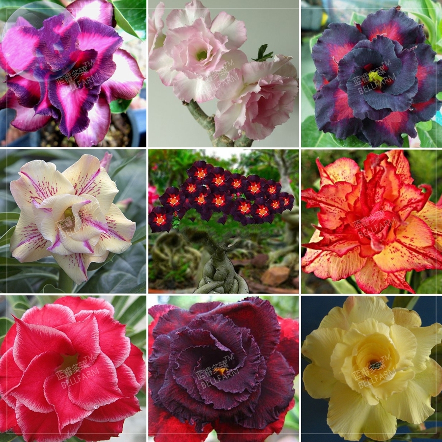 100 Seeds Adenium Mixed 9 Types Double Petals Flower, DIY Home Garden ...