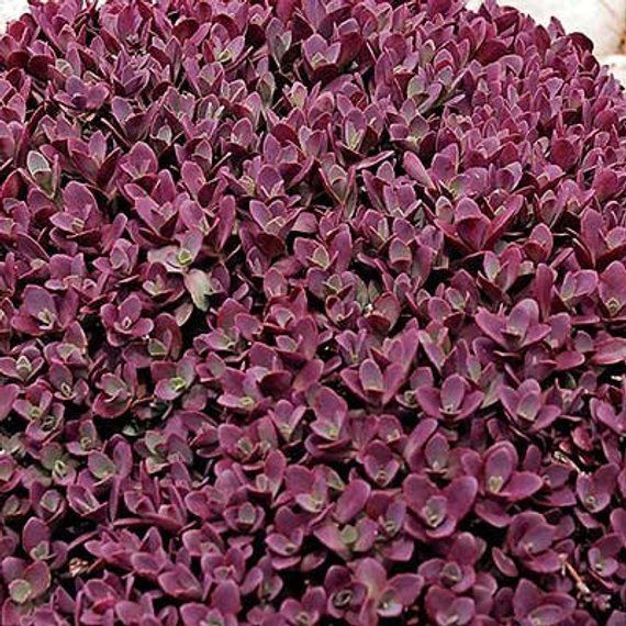 5 Sedum " Cherry Tart " Ground Cover Live Plant Stonecrop Deer