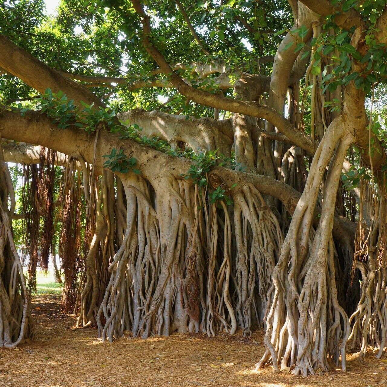 Audrey Fig Banyan Tree - Ficus benghalensis - Live Plant - Plants ...