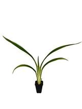 Flax Lily - Dianella Tasmanica Variegata - 20 Live Plants - Evergreen Sh... - $59.98
