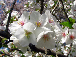 Snowgoose Flowering Cherry Tree image 1
