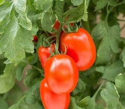 3 Variety Excellent Tomato Roma Vf Fresh Seeds #TLM1 - $24.99
