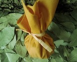 Yellow mojo bag thumb155 crop