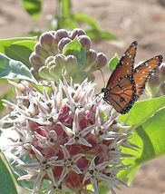 50 Seeds Showy Milkweed Native Wildflower Monarch Caterpillar Food Butterflies - $16.50