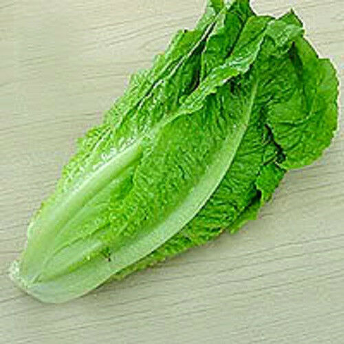 PARRIS ISLAND COS ROMAINE LETTUCE Lactuca 3000 Seeds LCY05 Seeds & Bulbs