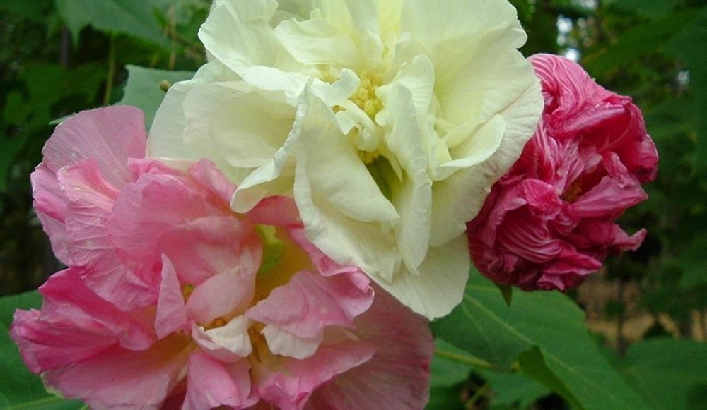 Confederate Rose Hibiscus (Double) Cotton Rose Perennial Flower Garden