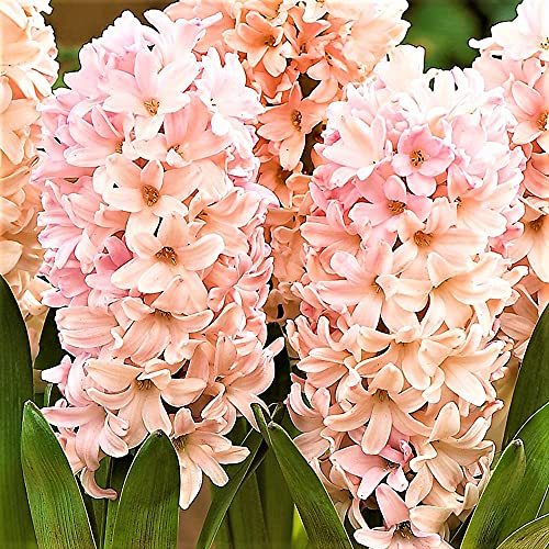 Apricot Hyacinth Bulbs - Pack of 10 - A Uniquely Colored Hyacinth, it has Large,