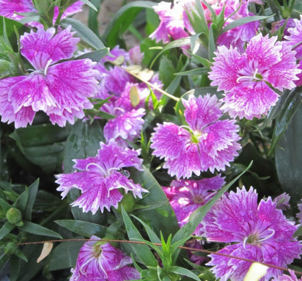 200-seed-dianthus-chinensis-purple-dianthus-perennial-seeds