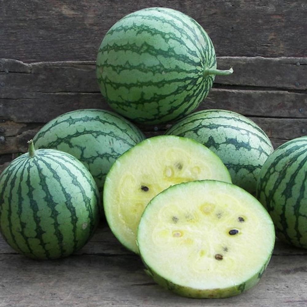 Cream Of Saskatchewan White Watermelon Heirloom Non Gmo Melon Garden