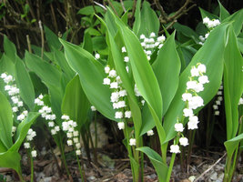 Lily of the Valley 5 roots May Lily, May Bells (Convallaria majalis) image 2