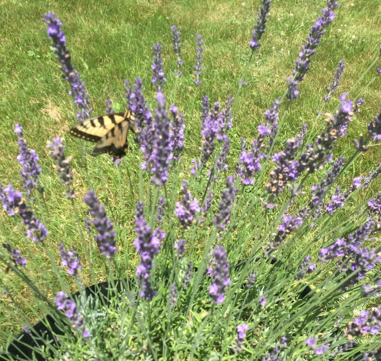 Phenomenal Lavender Live Plant Houseplants