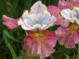Paprikash Siberian Iris - Unusual Color - 4" Pot - $35.99
