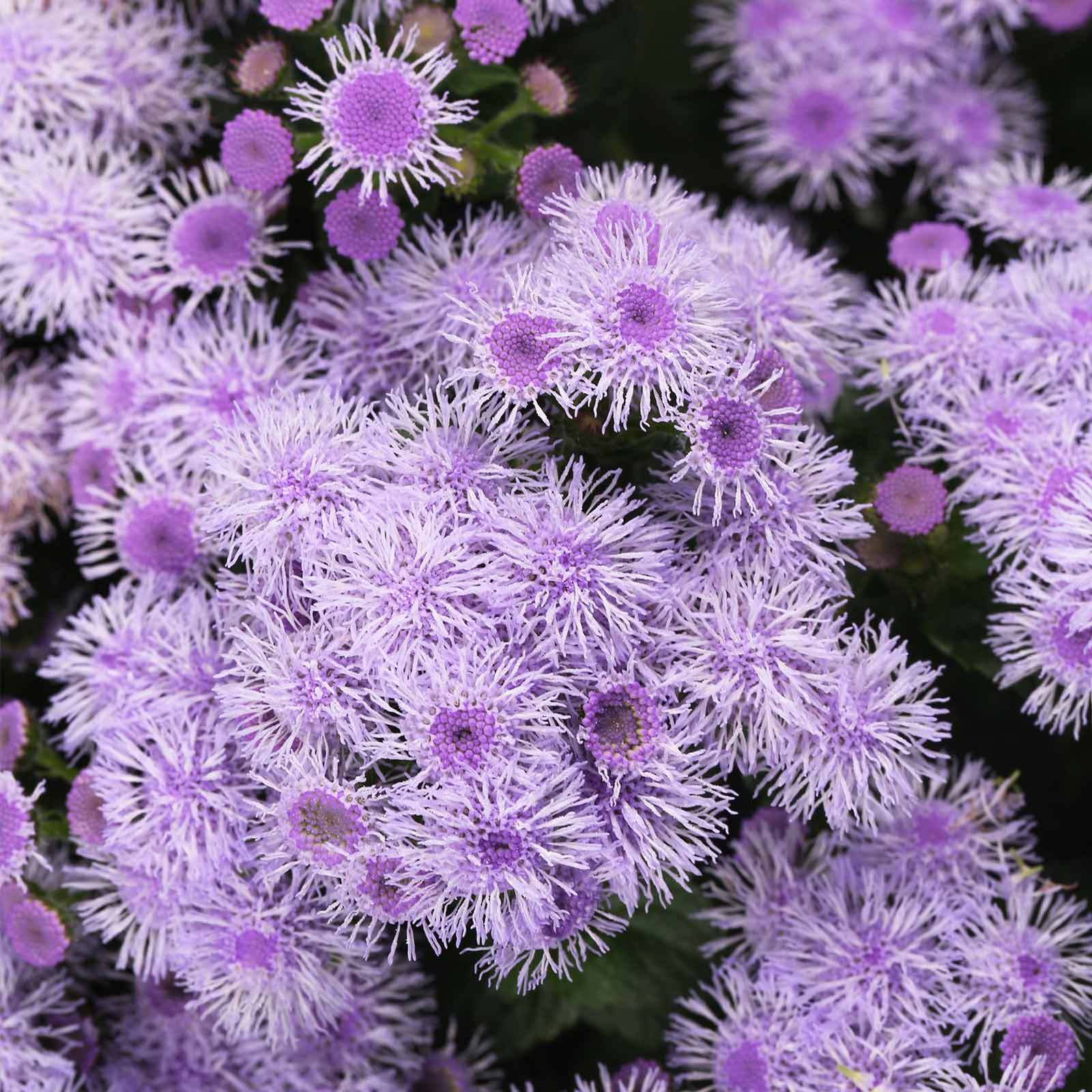 Ageratum Blue Horizon Flower Garden Seeds 1000 Seeds Gardening