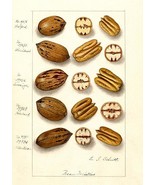 Pecan Varieties - 1907 - Illustration Poster - $32.99
