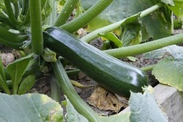 Black Beauty Zucchini  Seeds | Heirloom | Organic | Vegetable | Prodctive - $1.98+