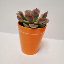 Colorful Succulent Pots, Set of 2 with Succulents, Orange Blue Ceramic Planters image 10